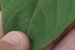 Desmodium cuspidatum longifolium
