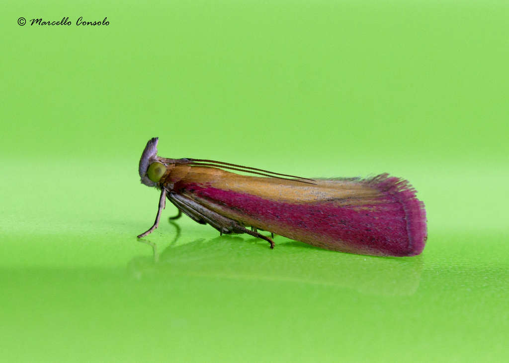 Oncocera