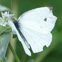 Pieris rapae