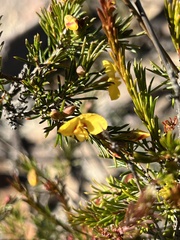 Dillwynia elegans