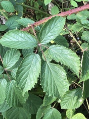 Rubus dasyphyllus