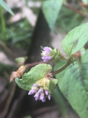 Persicaria nepalensis