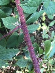 Rubus dasyphyllus