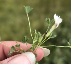 Trifolium monanthum
