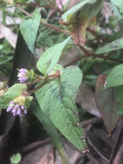 Persicaria nepalensis