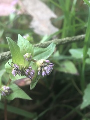 Persicaria nepalensis