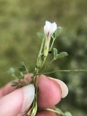 Trifolium monanthum