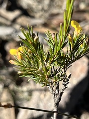 Dillwynia elegans