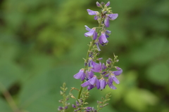 Desmodium cuspidatum longifolium