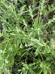 Axyris amaranthoides