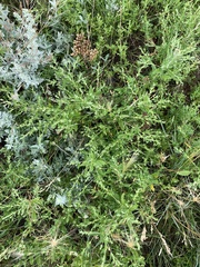 Axyris amaranthoides