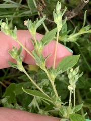 Axyris amaranthoides