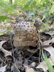Amanita ceciliae