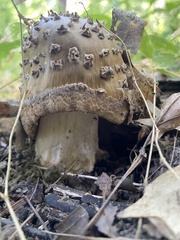 Amanita ceciliae