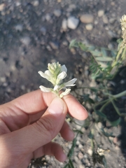 Astragalus inopinatus