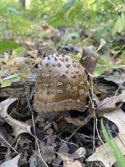 Amanita ceciliae