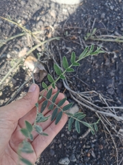 Astragalus inopinatus