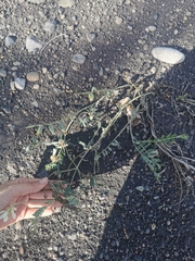 Astragalus inopinatus