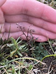Thalictrum alpinum