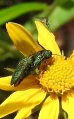 Acmaeodera resplendens