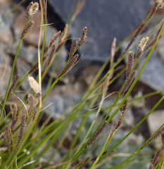 Carex congdonii
