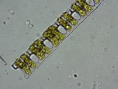 Desmidium baileyi