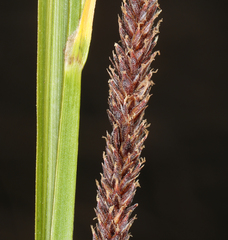 Carex congdonii