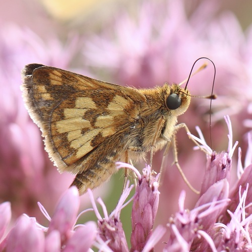 Peck's Skipper