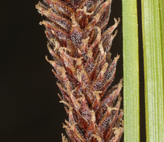Carex congdonii