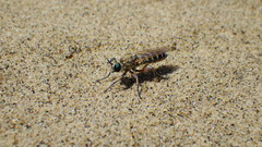 Laphystia flavipes