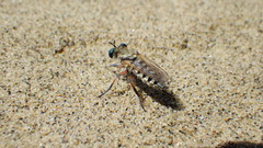 Laphystia flavipes