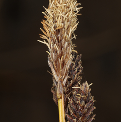 Carex congdonii