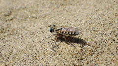 Laphystia flavipes
