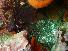 Rhynchocinetes typus