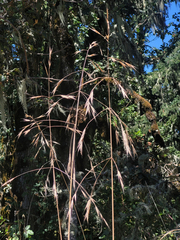 Bromus sitchensis sitchensis