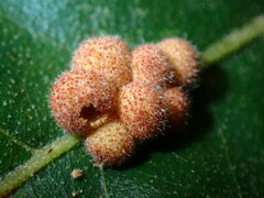 Atrusca carolina