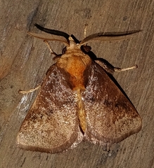 Natada monteverdensis