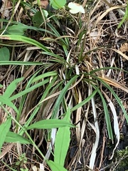 Carex backii