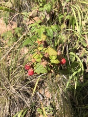Rubus deliciosus
