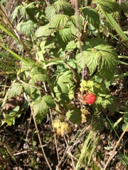 Rubus deliciosus