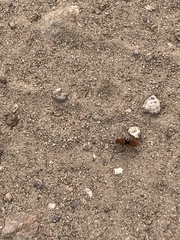 Dasymutilla eminentia