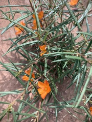 Talinum aurantiacum