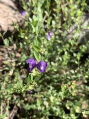 Scutellaria potosina