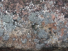 Rhizocarpon reductum