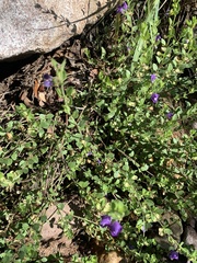 Scutellaria potosina