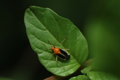 Ganocapsus filiformis