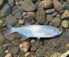 Hiodon alosoides