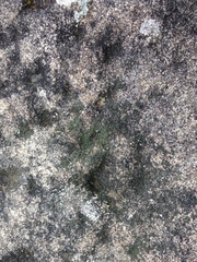 Endocarpon petrolepideum