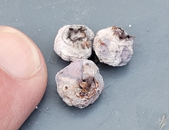 Monilinia vaccinii-corymbosi
