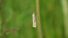 Crambus whitmerellus